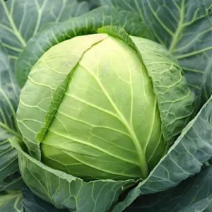 All Seasons Cabbage Seeds