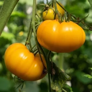 Amana Orange Tomato Seeds
