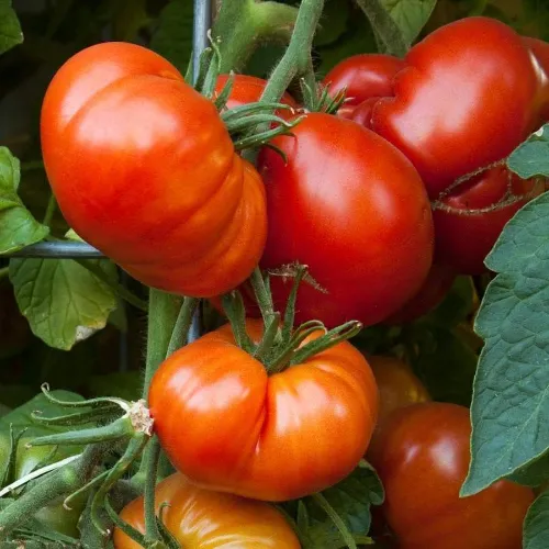 Beefsteak Tomato Seeds