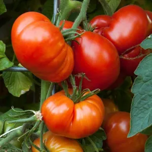 Beefsteak Tomato Seeds