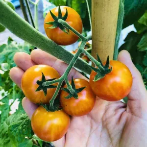 Bicolour Cherry Tomato Seeds