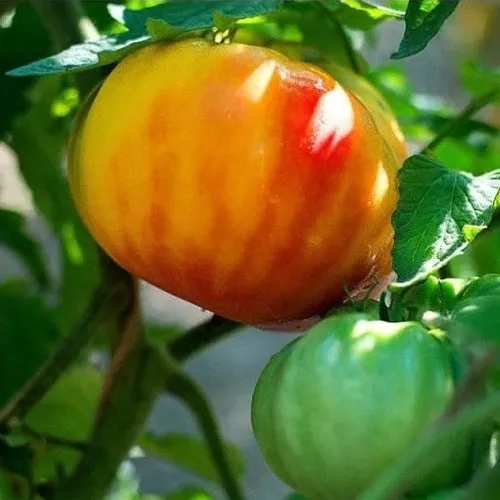 Big Rainbow Tomato Seeds
