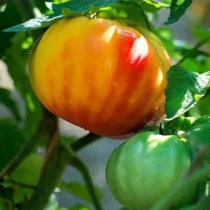 Big Rainbow Tomato Seeds