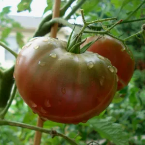Black Krim Tomato Seeds