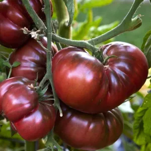 Brandywine Black Tomato Seeds