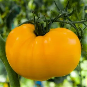 Brandywine Yellow Tomato Seeds