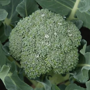Calabrese Broccoli Seeds