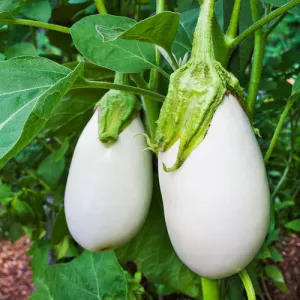 Casper Eggplant Seeds