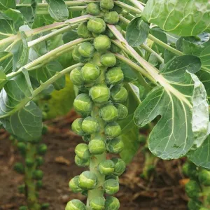 Catskill Brussels Sprouts Seeds