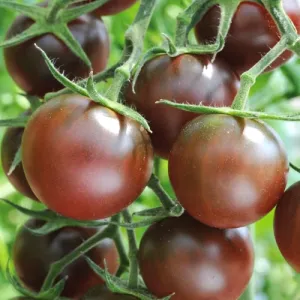 Chocolate Cherry Tomato Seeds