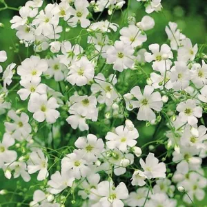 Covent Garden Gypsophila Seeds