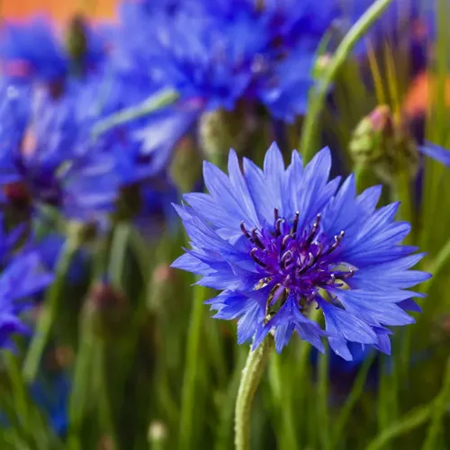 Dwarf Blue Bachelors Button Seeds