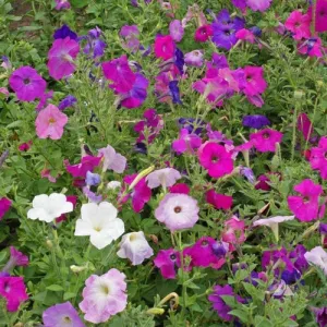 Dwarf Mix Petunia Seeds