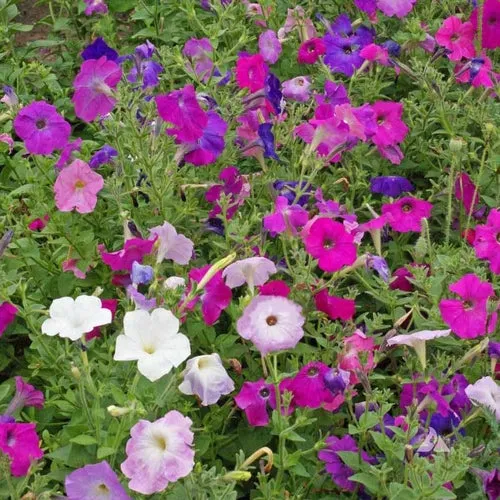 Dwarf Mix Petunia Seeds