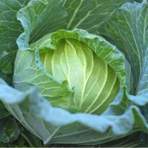 Early Round Dutch Cabbage Seeds