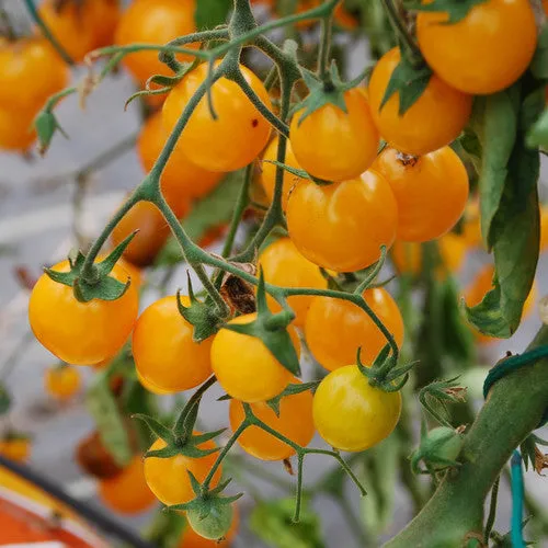 Gold Nugget Tomato Seeds