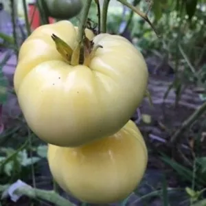 Great White Tomato Seeds