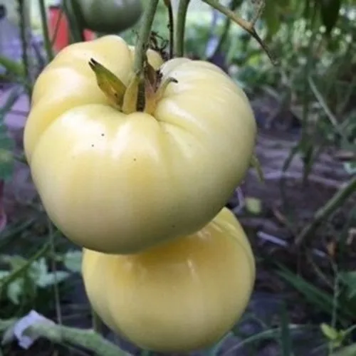 Great White Tomato Seeds