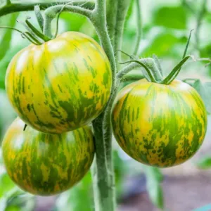 Green Zebra Tomato Seeds