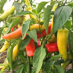 Hungarian Yellow Wax Sweet Pepper Seeds