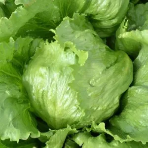 Iceberg Lettuce Seeds