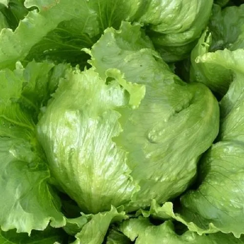 Iceberg Lettuce Seeds