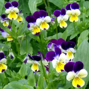 Johnny Jump Up Viola Seeds
