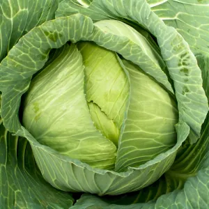 Late Flat Dutch Cabbage Seeds