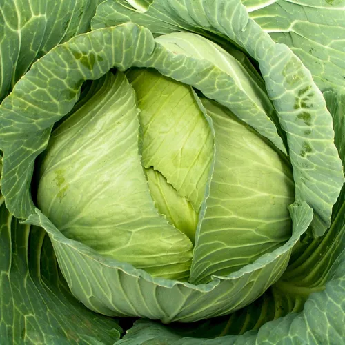 Late Flat Dutch Cabbage Seeds