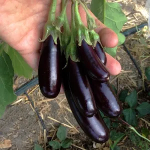 Little Fingers Eggplant Seeds