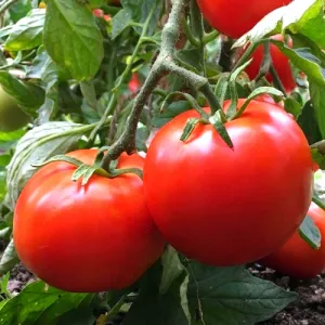 Manitoba Tomato Seeds