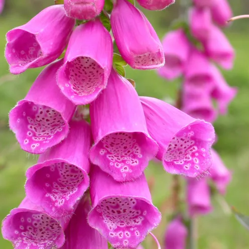 Mixed Colours Foxglove Seeds