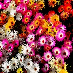 Mixed Colours Ice Plant Seeds