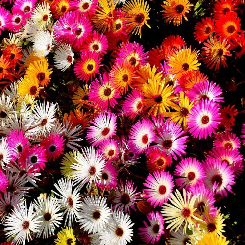 Mixed Colours Ice Plant Seeds