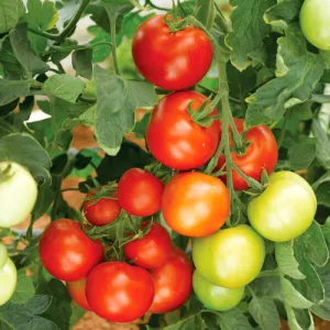 Moneymaker Tomato Seeds