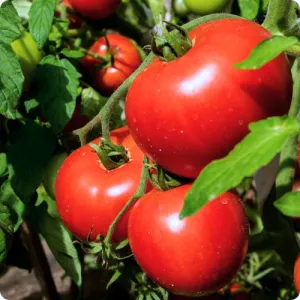 Moscow VR Tomato Seeds