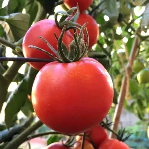 New Yorker Tomato Seeds