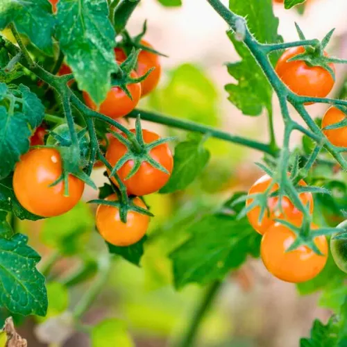 Orange Cherry Tomato Seeds
