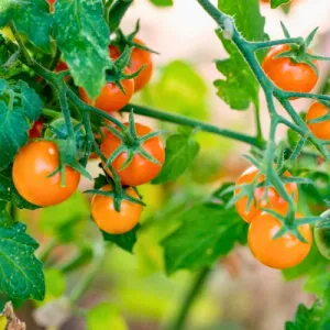 Orange Cherry Tomato Seeds