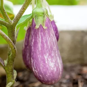 Pandora Striped Rose Eggplant Seeds