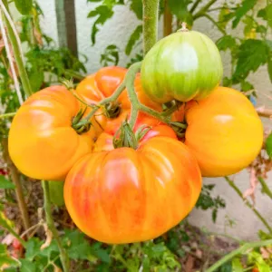Pineapple Tomato Seeds