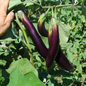 Ping Tung Long Eggplant Seeds