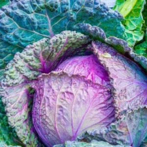 Purple Savoy Cabbage Seeds