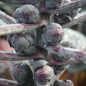Red Bull Brussels Sprouts Seeds