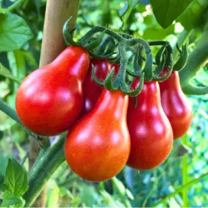 Red Pear Tomato Seeds