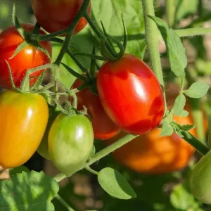 Roma VF Tomato Seeds