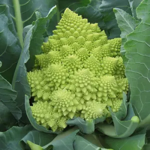 Romanesco Broccoli Seeds