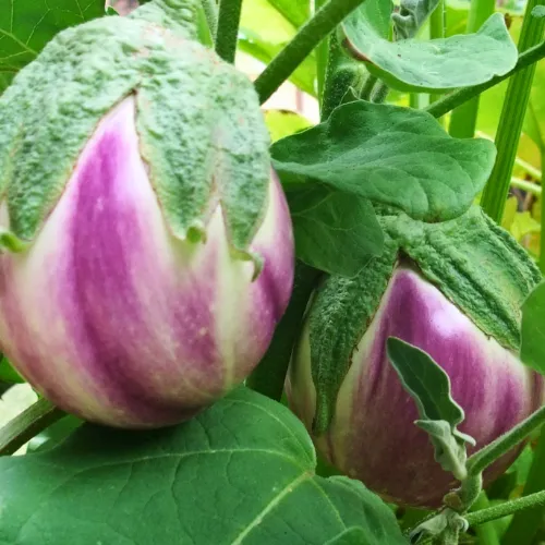 Rosa Bianca Eggplant Seeds