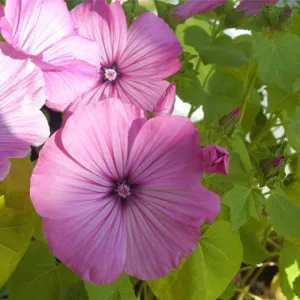 Rose Mallow Lavatera Seeds