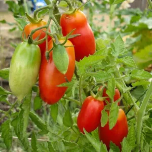 San Marzano Determinate Tomato Seeds